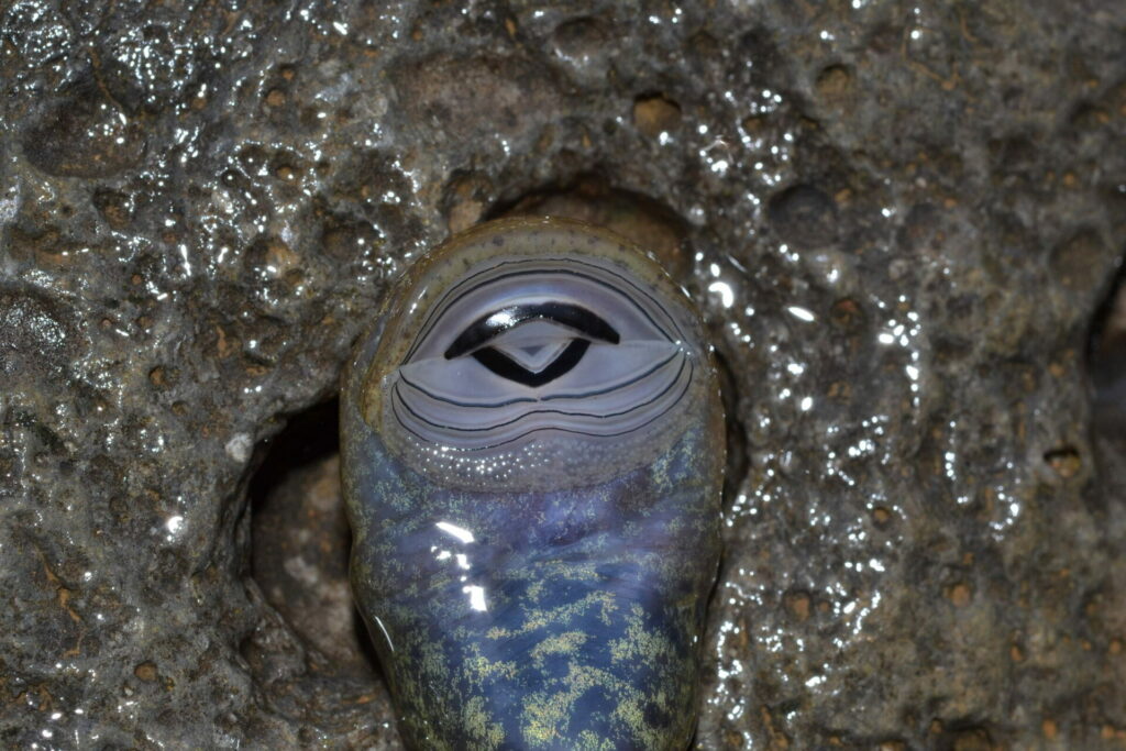 Larva de Telmatobufo venustus. Créditos: Andrés Charrier.