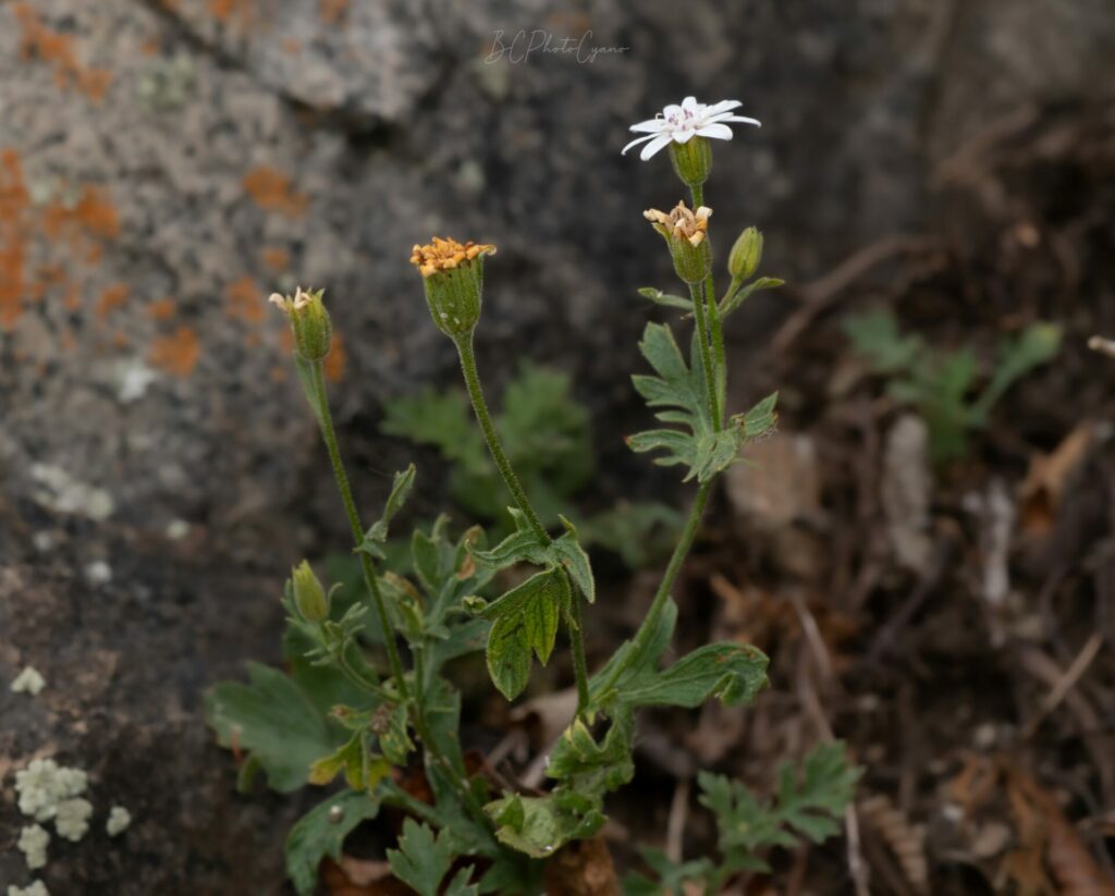 Leucheria cantillanensis. Créditos Benjamín Cisternas