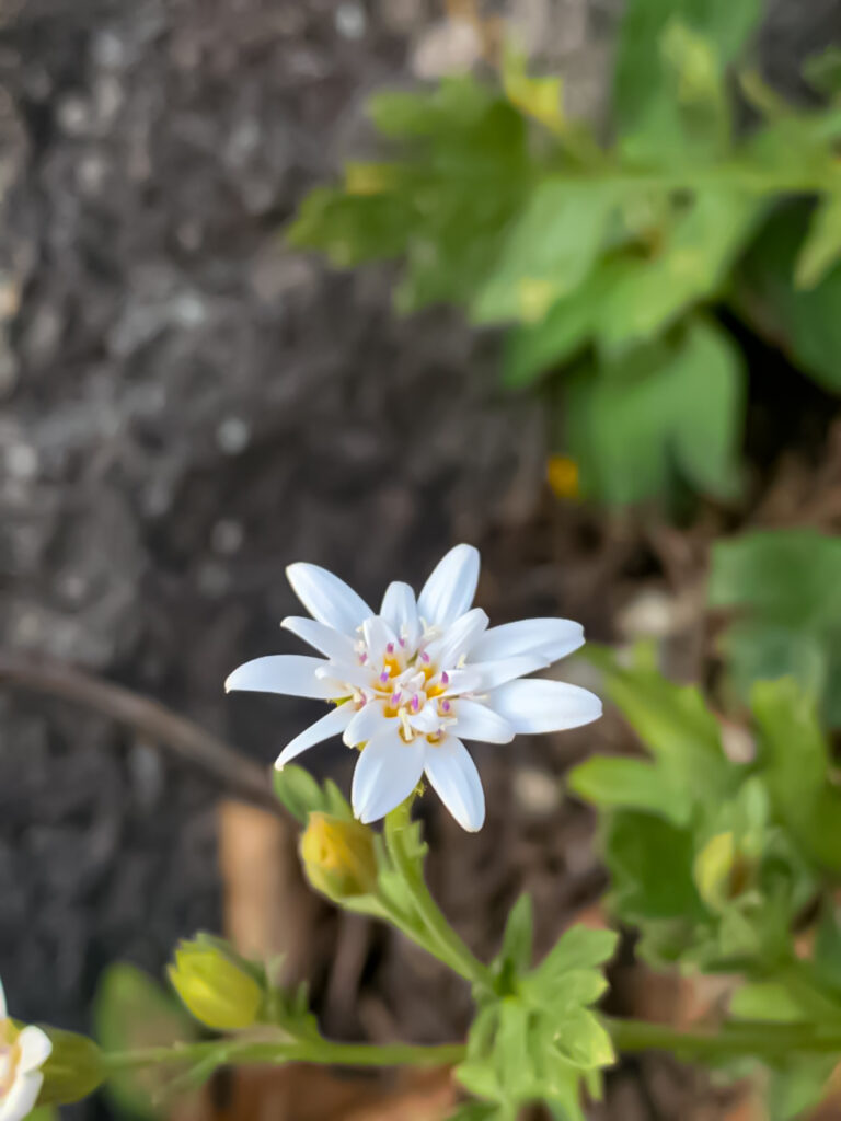 Leucheria cantillanensis. Créditos Benjamín Cisternas