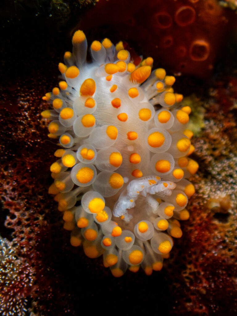 Limacia antofagastensis. © José Luis Kappes