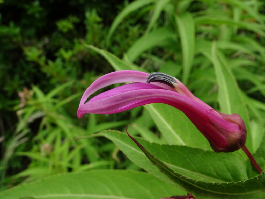 Lobelia bridgesii. Foto: María Teresa Eyzaguirre de Fundación R.A. Philippi