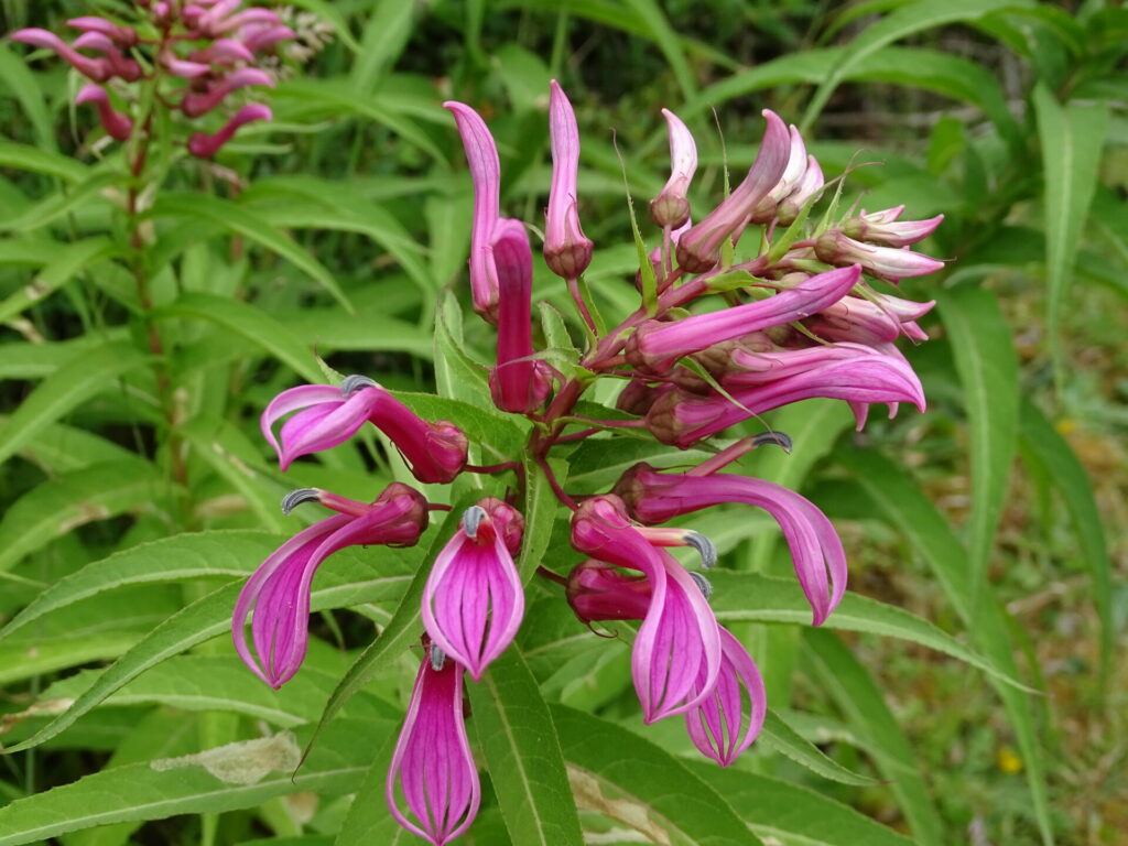 Lobelia bridgesii. Foto: María Teresa Eyzaguirre de Fundación R.A. Philippi