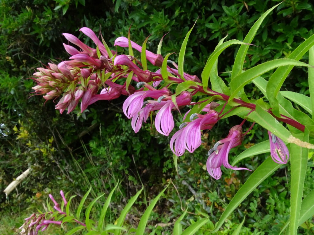 Lobelia bridgesii. Foto: María Teresa Eyzaguirre de Fundación R.A. Philippi