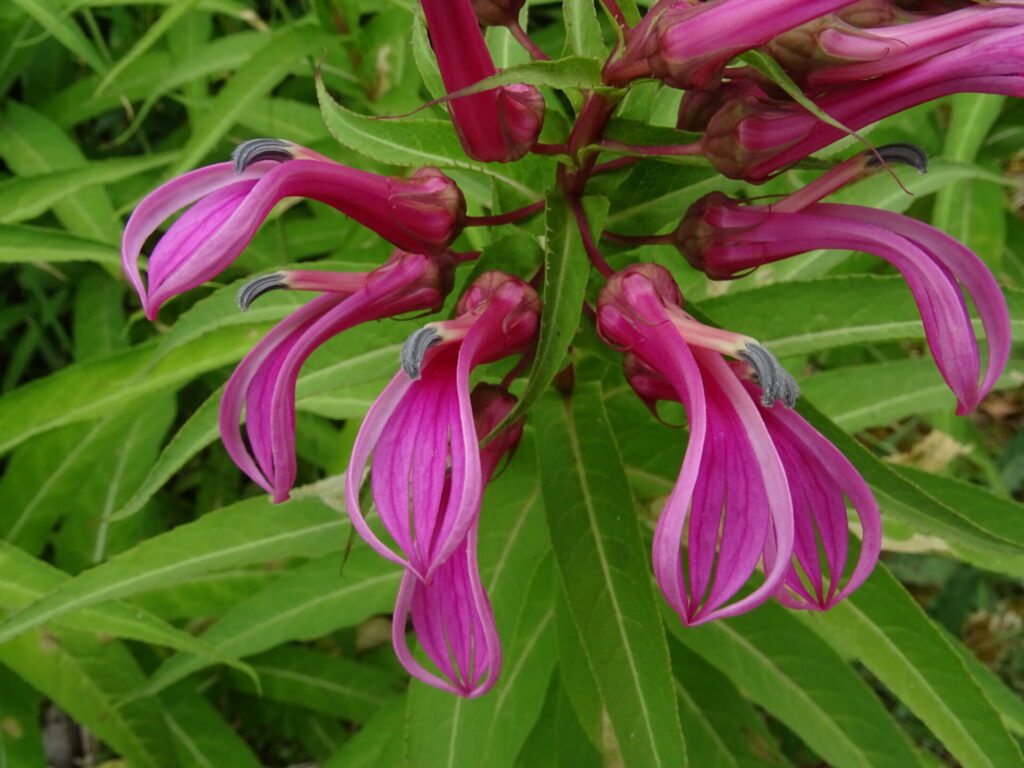 Lobelia bridgesii. Foto: María Teresa Eyzaguirre de Fundación R.A. Philippi