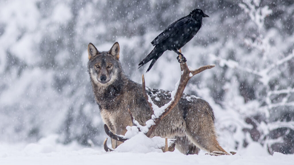 Lobo y cuervo: Créditos: Parque Nacional Yellowstone.