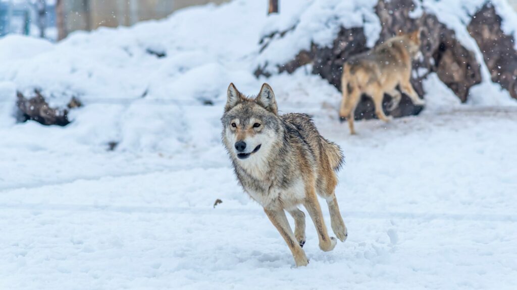 Lobos cazando. Créditos: Attraction Art.