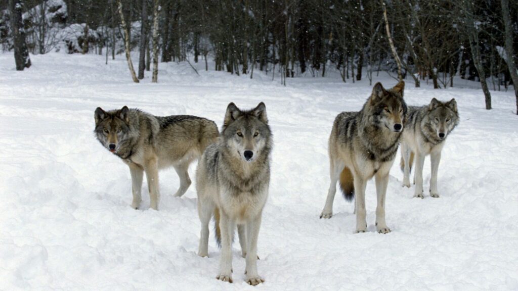 Lobos cazando. Créditos: Comstock Images.