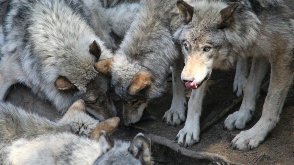 Lobos comiendo. Créditos: Debra Carr Photography.