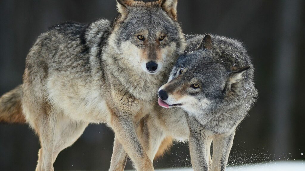 Lobos sociabilizando entre ellos. Créditos: Film Studio Aves.