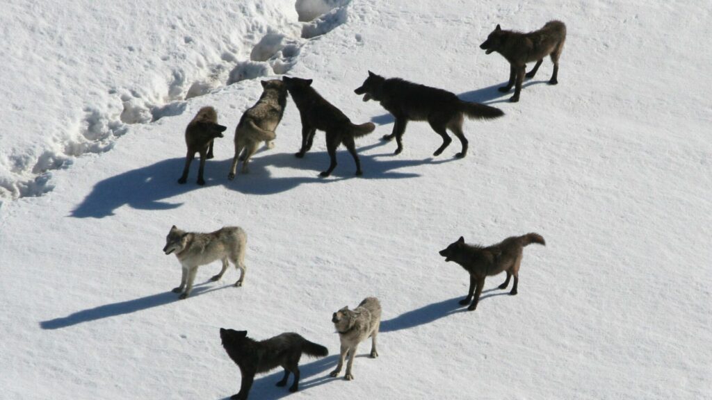 Lobos cazando. Créditos: Wikiimages.