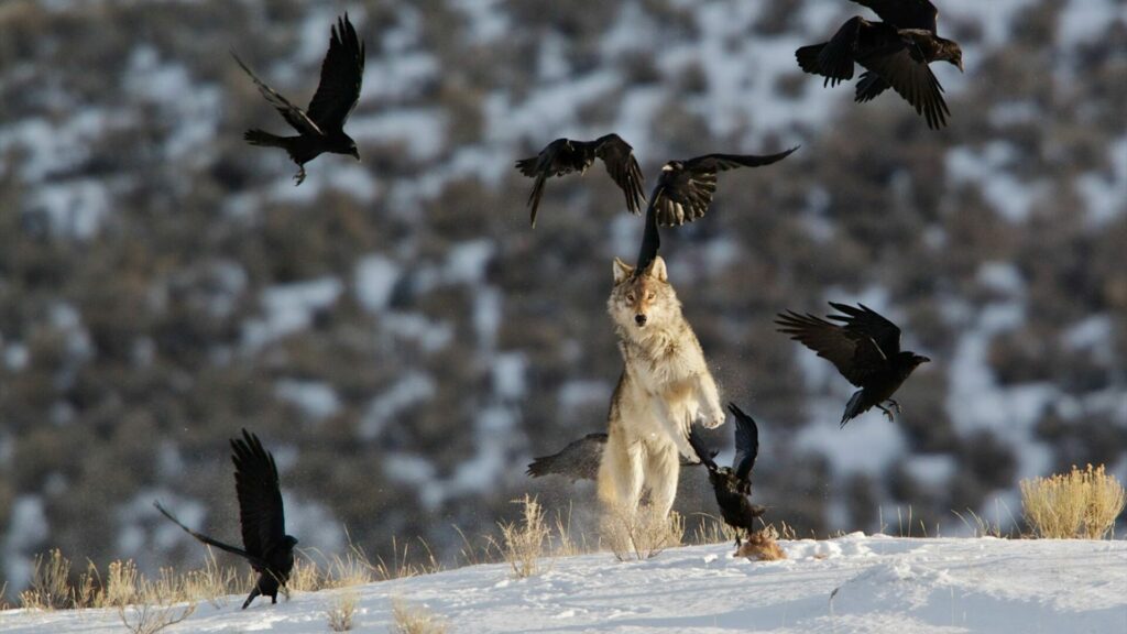 Lobos y cuervos: Créditos: Parque Nacional Yellowstone.