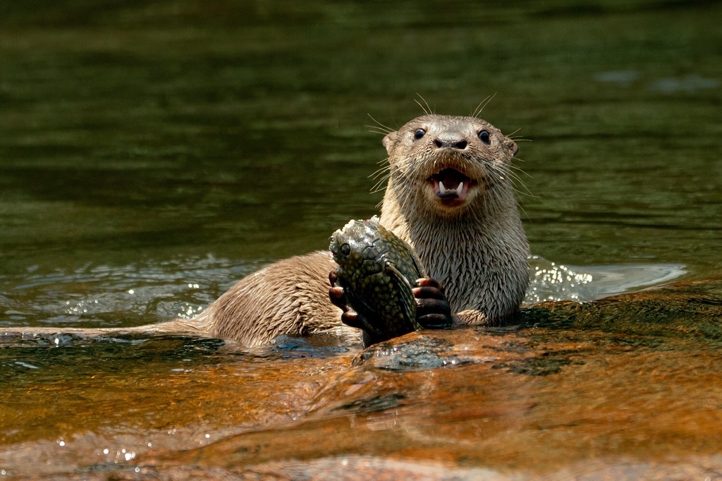 Descubren una nueva especie de nutria en América Latina