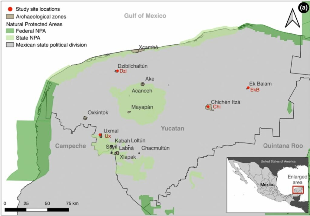 Ubicación de las cuatro zonas arqueológicas estudiadas: Chichén Itzá, Dzibilchaltún, Ek’Balam y Uxmal, en Yucatán, México. Mapa Cafaggi, D., Marín, G., & Medellin, R. A. (2024). Bats and Mayan temples: Bat diversity and the potential for conservation of archeological zones in Yucatan, Mexico.