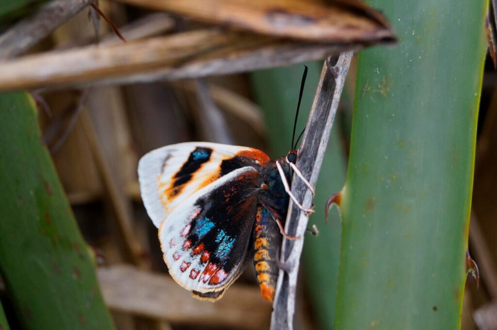 mariposa del chagual. Créditos: Patricio Novoa