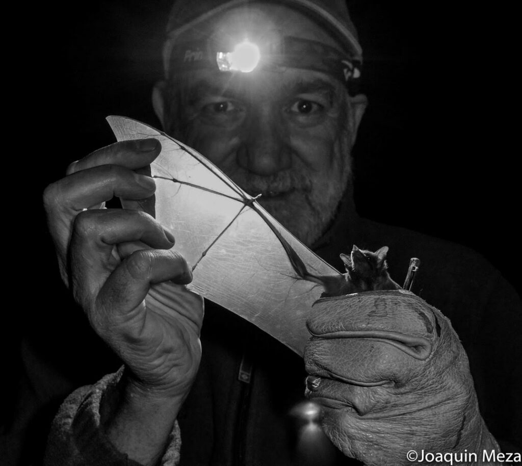 Rodrigo Medellín con un ejemplar de Leptonycteris yerbabuenae. Foto: Joaquín Meza