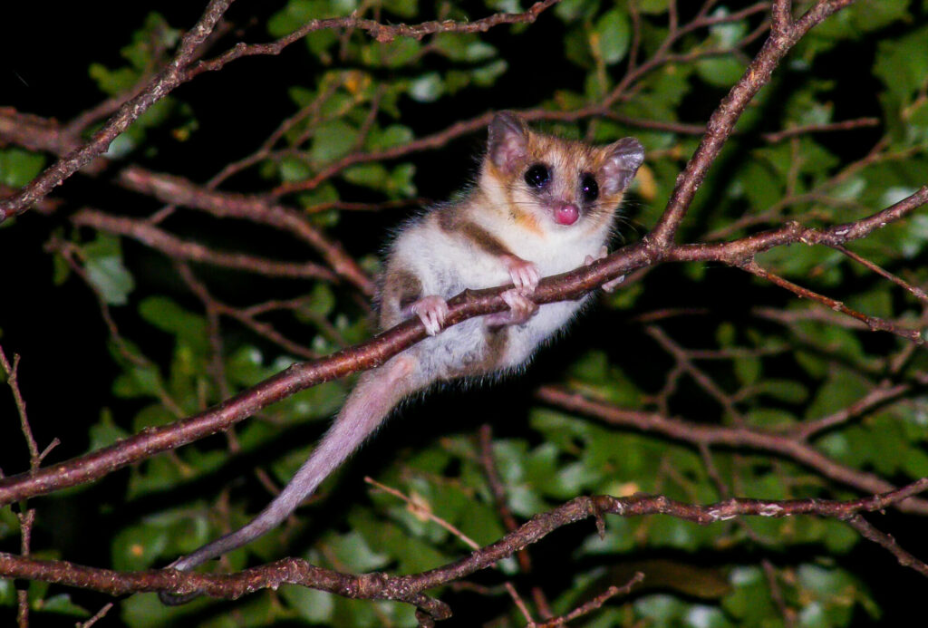 Monito del monte. Foto: Daniel Stange en iNaturalist