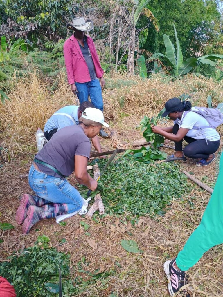 Mujeres elaborando abono orgánico para reducir los costos de producción en sus diferentes parcelas, a través del aprovechamiento de los recursos presentes en las mismas. Foto: ASOM