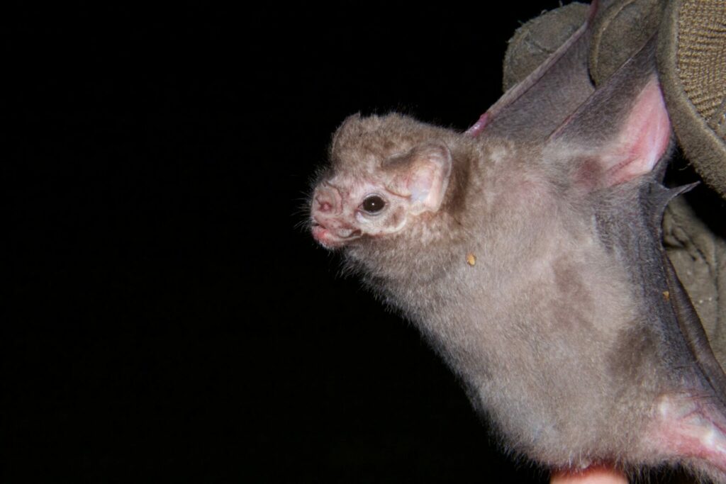 El murciélago vampiro de patas peludas (Diphylla ecaudata) es una de las dos especies de murciélagos hematófagos en Yucatán. En esta imagen podemos ver una futura madre, en la Zona Arqueológica de Dzibilchaltún, Yucatán. Créditos Alejandro Ganesh Marín Méndez