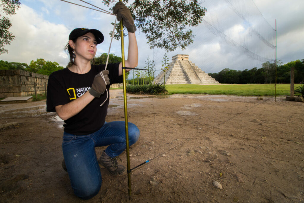 La bióloga Daniela Cafaggi instalando una red de niebla en Chichén Itzá. Créditos Alejandro Ganesh Marín Méndez