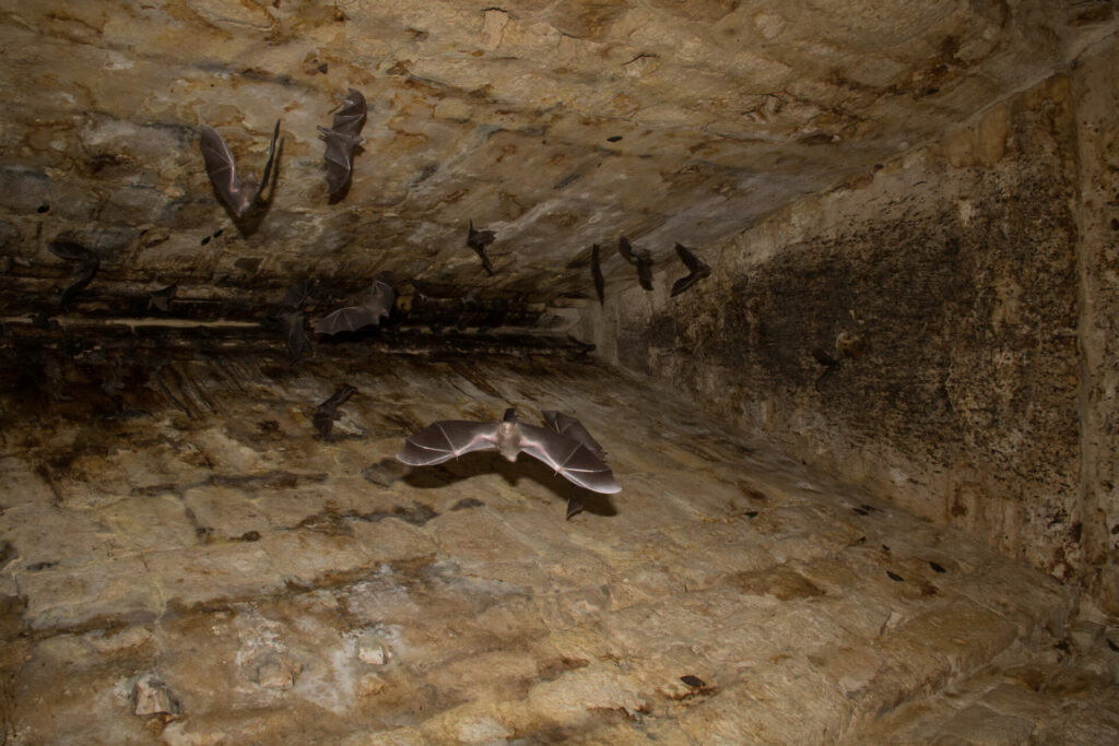 Una colonia de murciélagos dentro de un templo en la Antigua Chichén Itzá. Créditos Alejandro Ganesh Marín Méndez