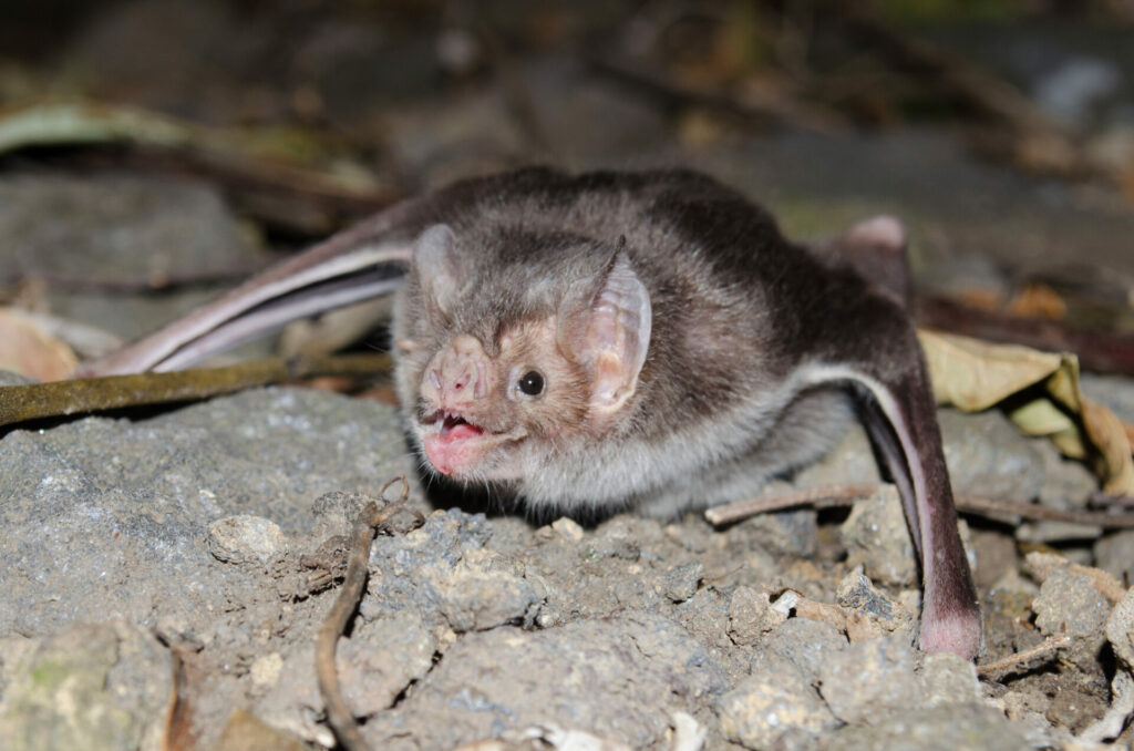 Desmodus rotundus es el murciélago hematófago más común en México. Créditos Alejandro Ganesh Marín Méndez