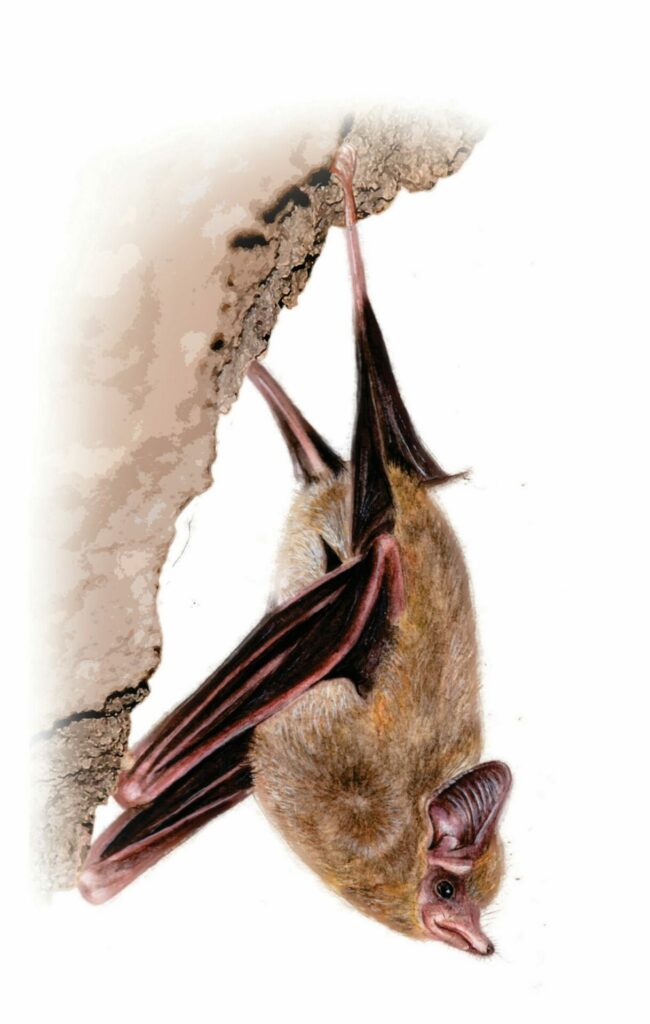 Murciélago perro menor (Peropteryx macrotis). Créditos acuarela Daniela Cafaggi