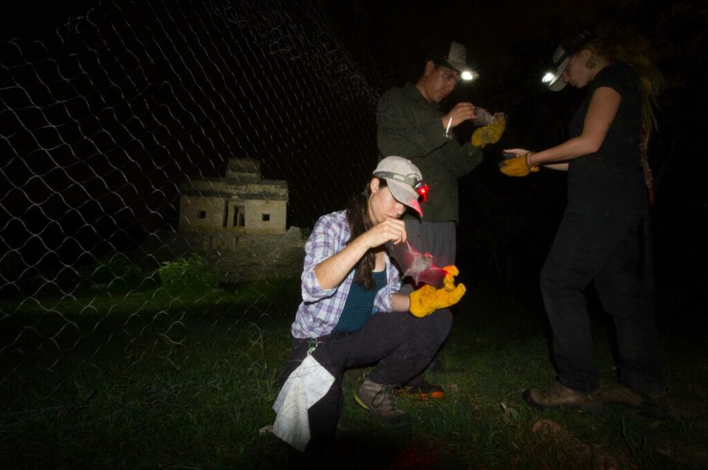 Equipo trabajando por la noche retirando murciélagos de la red de niebla. Detrás de “Las 7 Muñecas”, Dzibilchaltún. De izquierda a derecha: Daniela Cafaggi, Camila Raver y Daniel Ramos. Créditos Alejandro Ganesh Marín Méndez