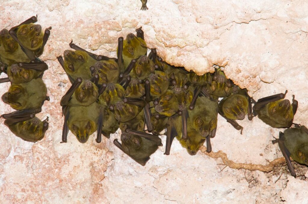 Una colonia de murciélagos frugívoros de Jamaica (Artibeus jamaicensis), posados en Chichén Itzá. Créditos Alejandro Ganesh Marín Méndez