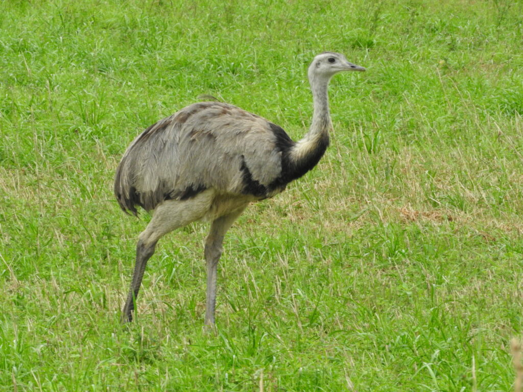 Ñandú. Foto: Thorsten Stegmann en iNaturalist