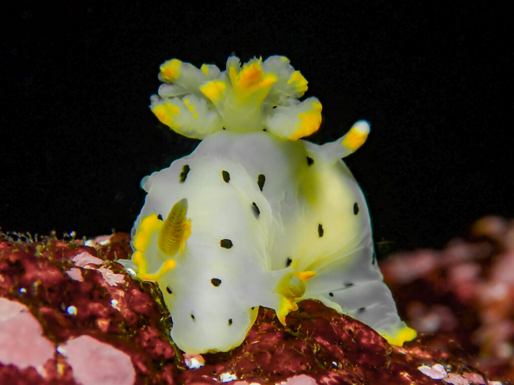 Babosa dalmata (Thecacera darwini). © José Luis Kappes