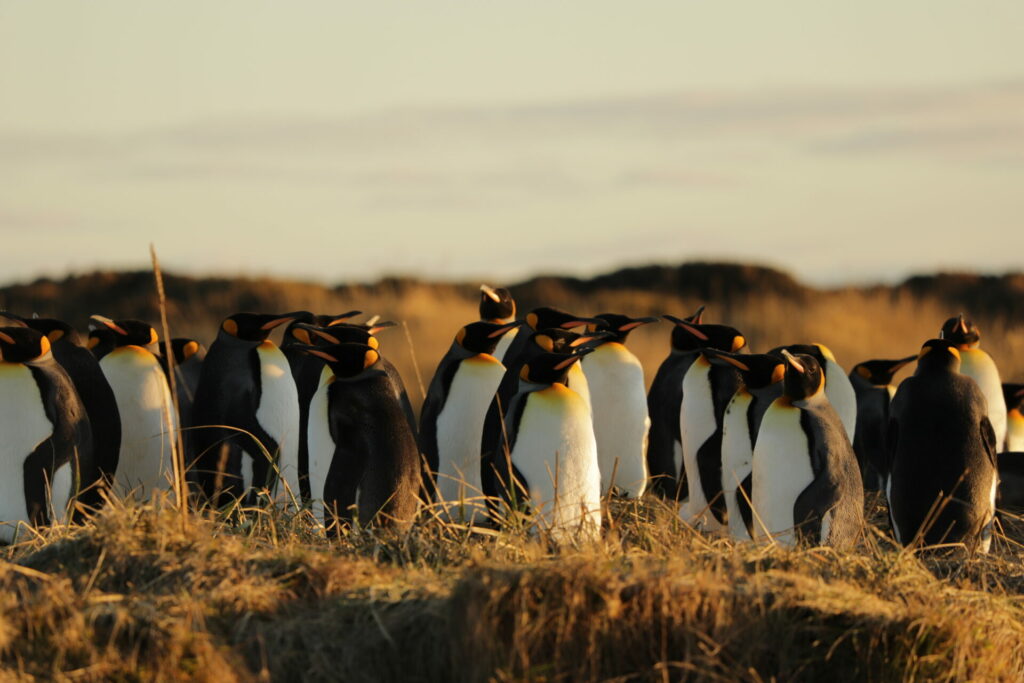 Pingüino rey. Créditos: Matías Molina.