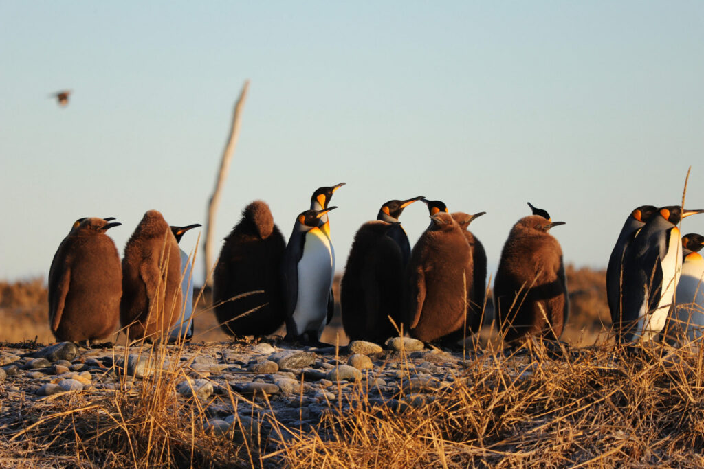 Pingüino rey. Créditos: Aurora Fernández.