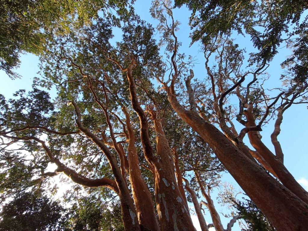 Parque Nacional Alerce Costero. Foto: Cortesía Bosquentrama