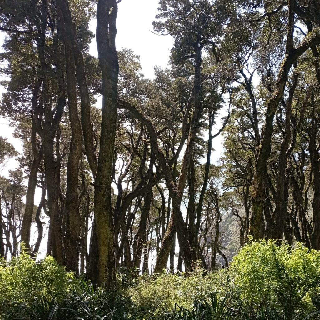 Parque Nacional Alerce Costero. Foto: Cortesía Bosquentrama