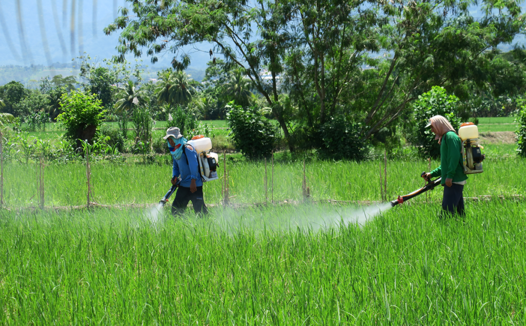 Trabajadores rocían pesticidas en plantaciones de arroz cerca de la ciudad peruana de Tarapoto. El cambio de uso del suelo, por ejemplo mediante la expansión de la agricultura, es uno de los principales factores de pérdida de biodiversidad en América Latina. Créditos Laura-Fee Wloka / Unidad de Planificación del Desarrollo, University College London.