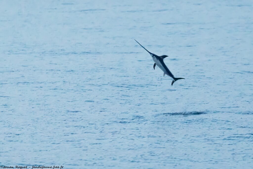 Pez espada. Foto: Titouan Roguet en iNaturalist