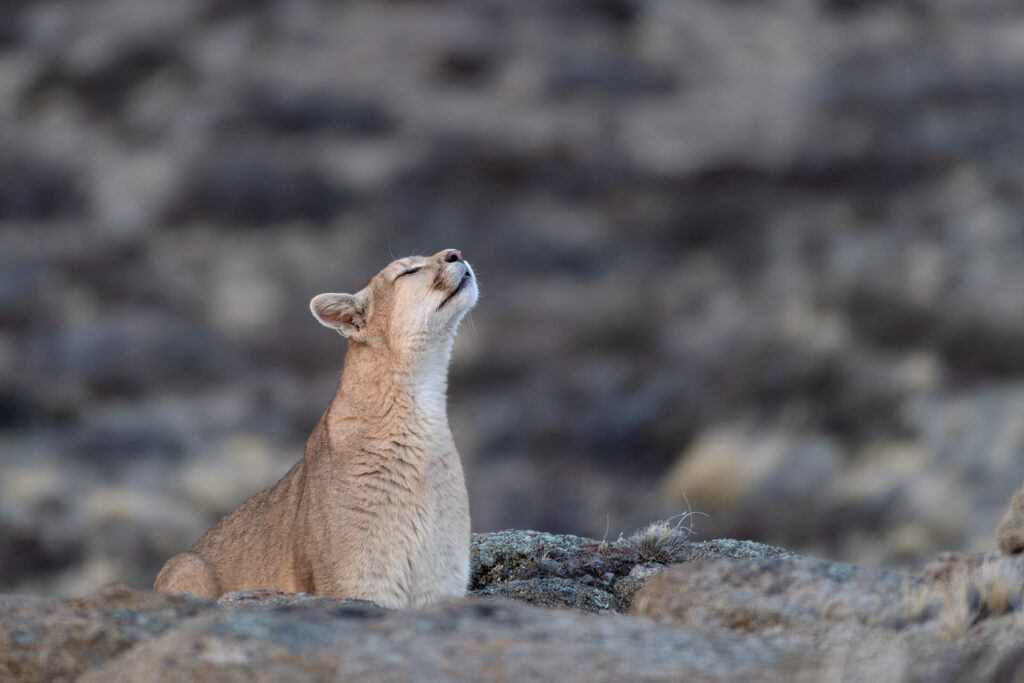 Puma - Pía Vergara