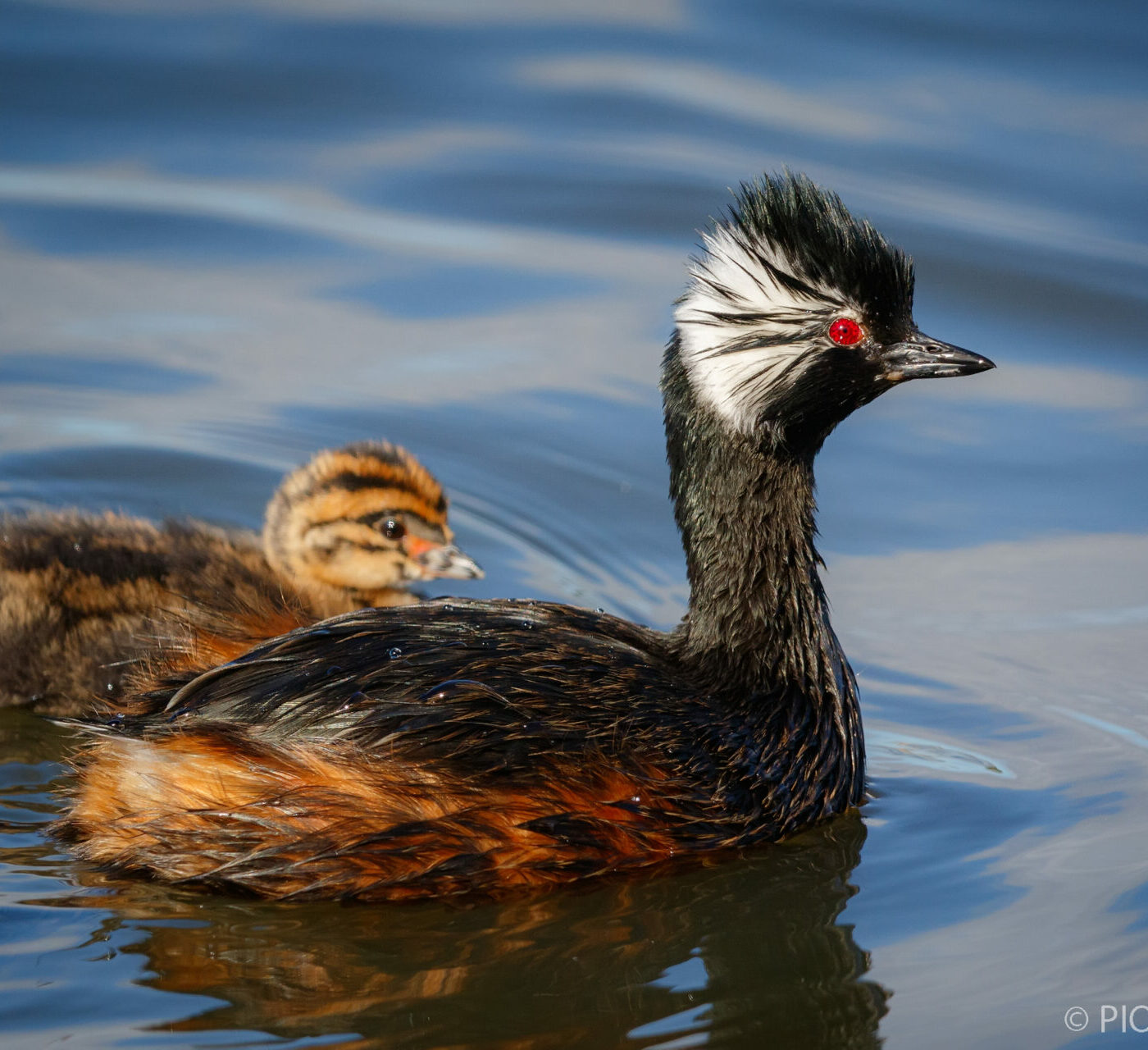 Un acercamiento a las aves zambullidoras de Chile, las distinguidas plumíferas que exploran bajo el agua