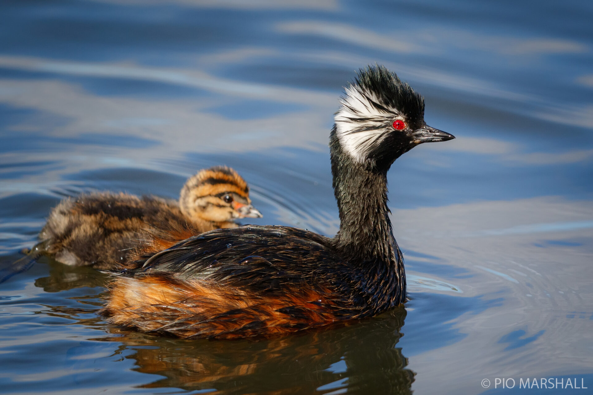 Un acercamiento a las aves zambullidoras de Chile, las distinguidas plumíferas que exploran bajo el agua