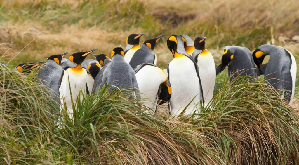 Pingüino Rey. Créditos: Reservas Naturales.