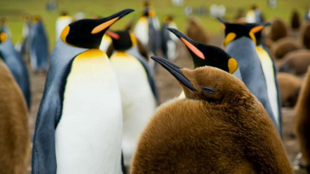 Pingüino Rey. Créditos: Michel Viard.