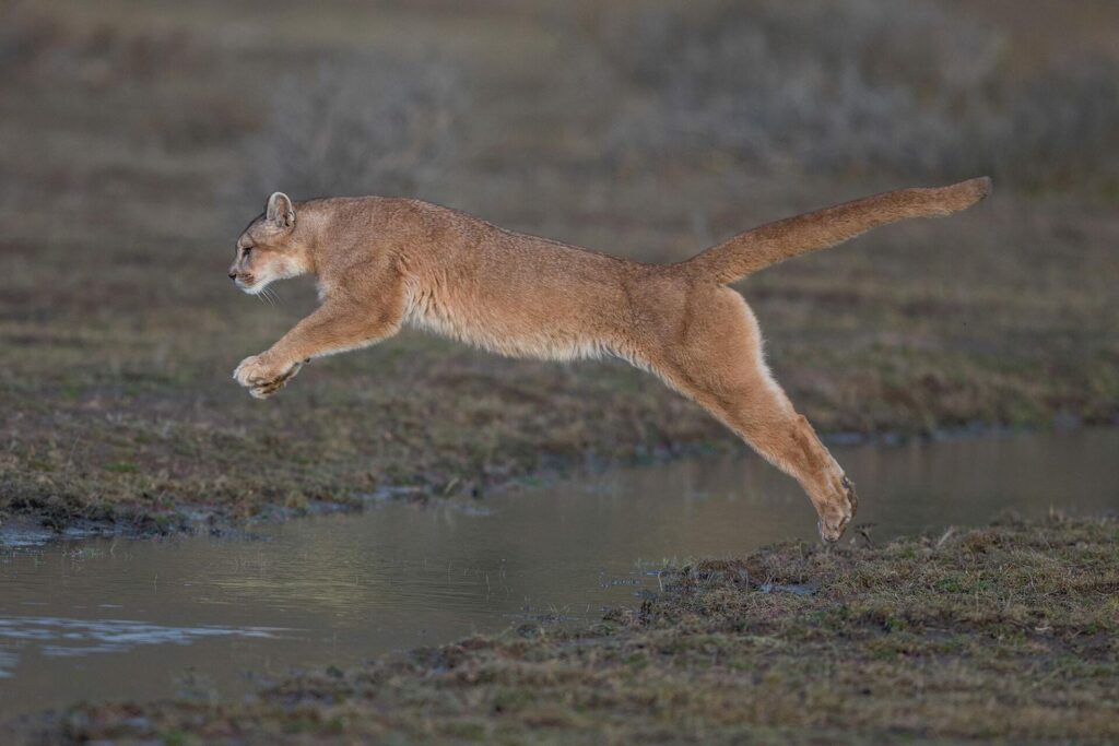 Puma. Foto: Ingo Arndt en Rewild Chile