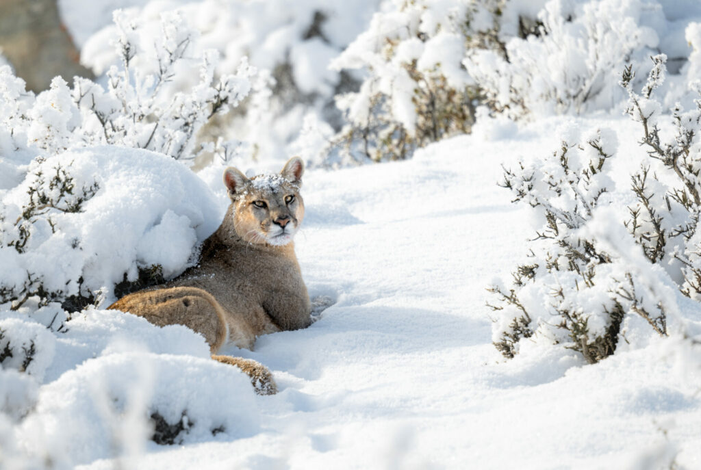 Puma Torres del Paine