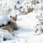 Puma Torres del Paine