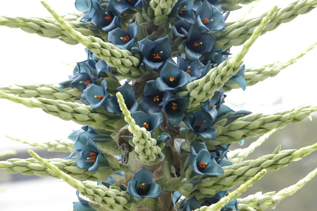 Observa el impresionante crecimiento de un chagual, espectacular planta endémica de Chile central