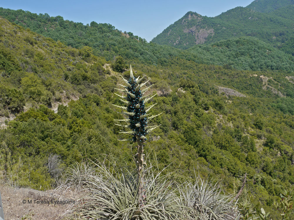 Puya alpestris subsp. alpestris. Créditos: M. Teresa Eyzaguirre de Fundación R.A. Phillipi