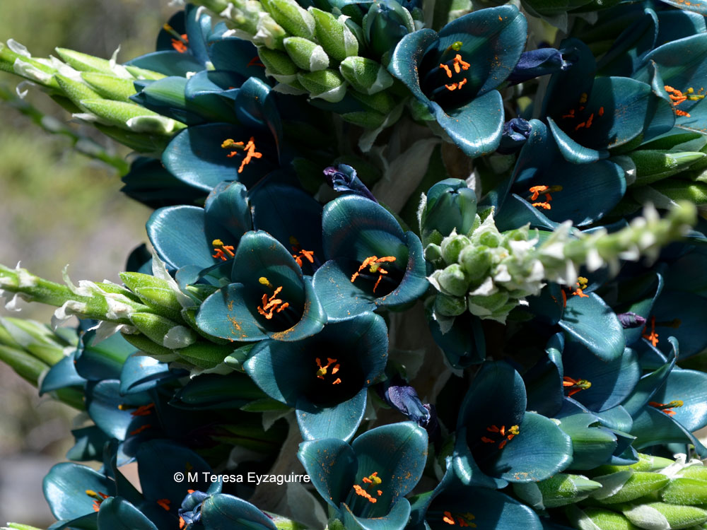 Puya alpestris subsp. alpestris. Créditos: M. Teresa Eyzaguirre de Fundación R.A. Phillipi