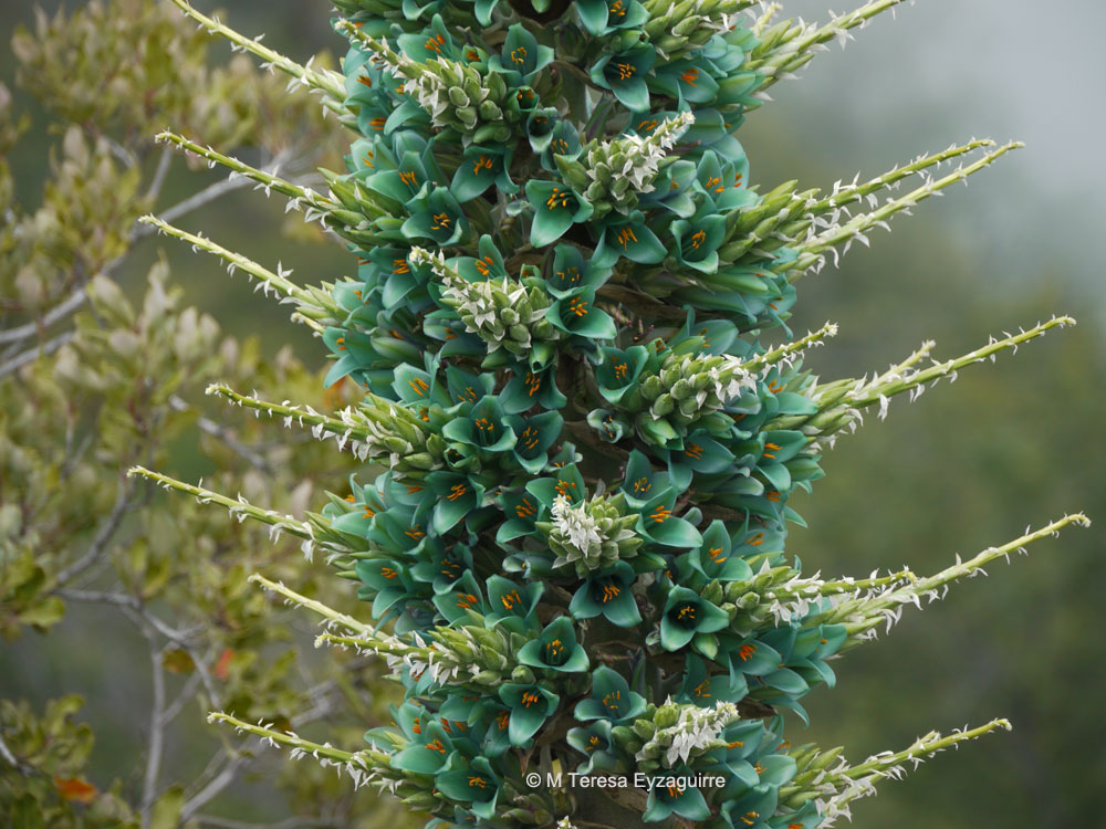 Puya alpestris subsp. zoellneri. Créditos: M. Teresa Eyzaguirre de Fundación R.A. Phillipi