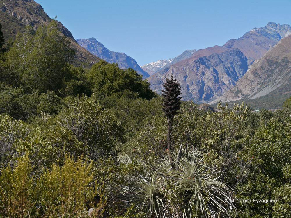 Puya alpestris subsp. zoellneri. Créditos: M. Teresa Eyzaguirre de Fundación R.A. Phillipi