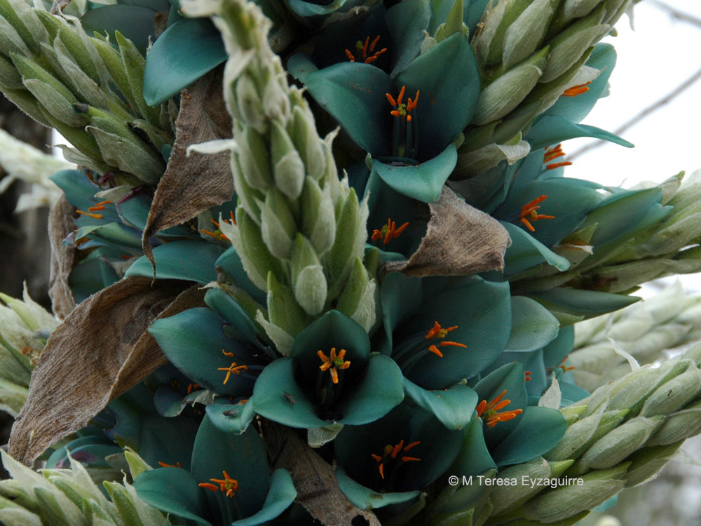 Puya alpestris subsp. zoellneri. Créditos: M. Teresa Eyzaguirre de Fundación R.A. Phillipi